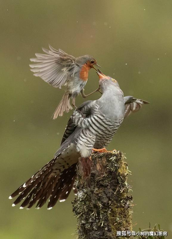 杜鹃伉俪情深,对子女却不闻不问,它们是如何繁衍至今的?_喜鹊