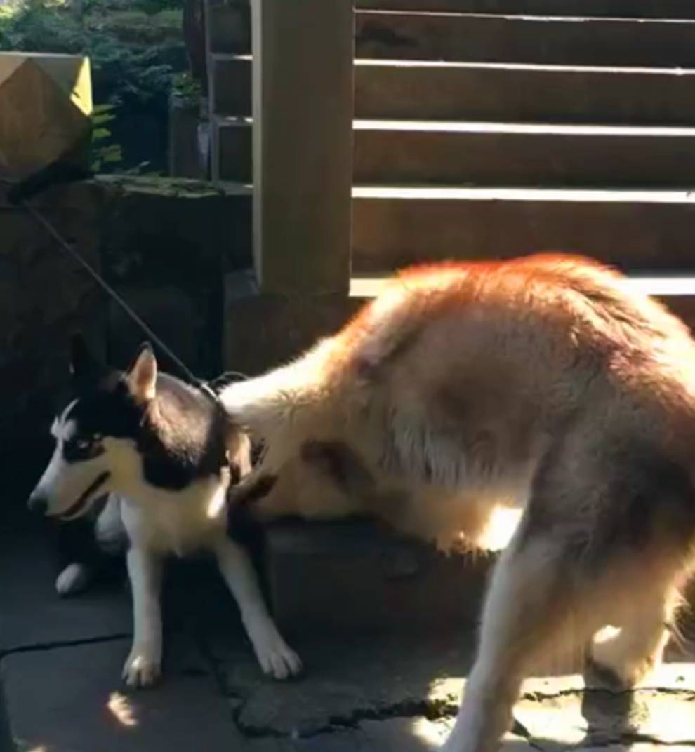 猎犬|阿拉前腿挂二哈背带上叫的像杀猪，二哈一脸懵，二哈：丢不丢狗…
