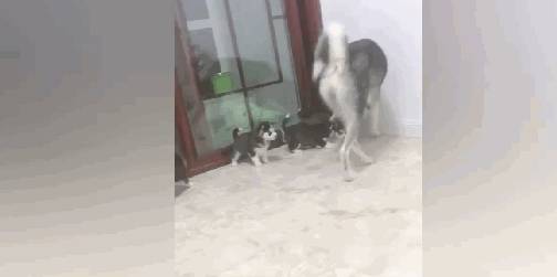 因为|哈士奇生完狗崽后犯二，大蹦大跳还拍狗子，狗崽被吓得瑟瑟发抖…