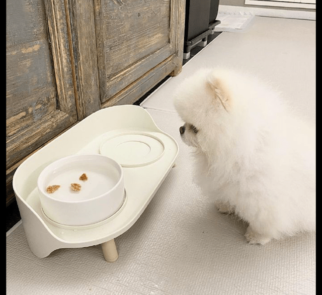 谎言|主人想骗狗狗喝水，把零食放在了水里，狗：就这小把戏想骗我？