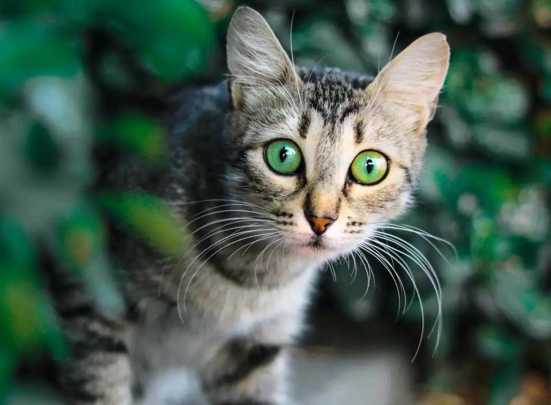 名字爱撸猫的看过来，关于你的宠物，这件事你一定要知道！