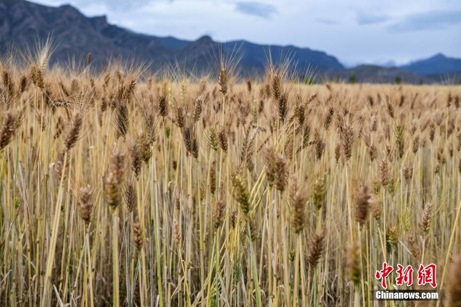 拉萨：丰收时节 高原美景入画来_青稞