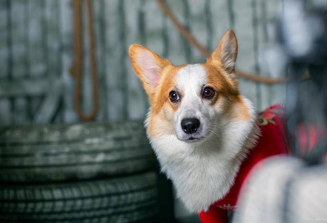 调整|养宠日记：柯基犬便秘怎么办