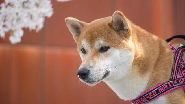 c01899eac04d4562a22fa5ad4caf8812.jpeg