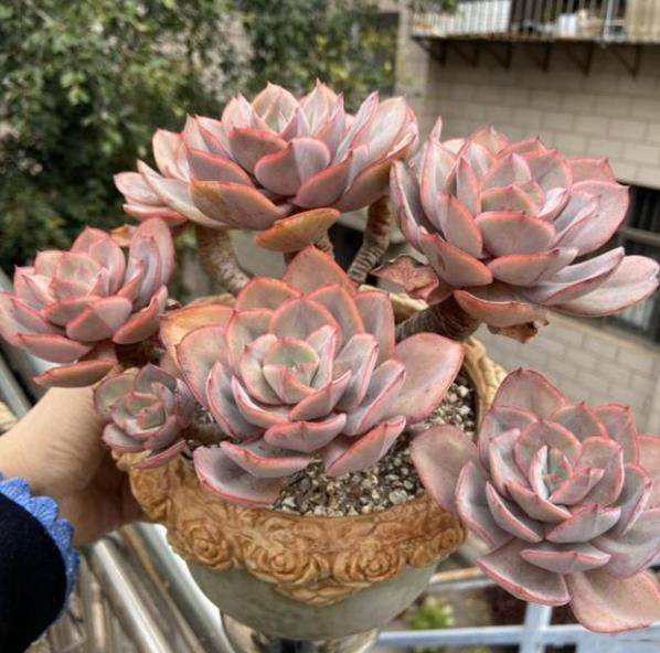 入秋以后 给多肉植物浇水有讲究 掌握4个要点 叶片肥厚上色美 叶子