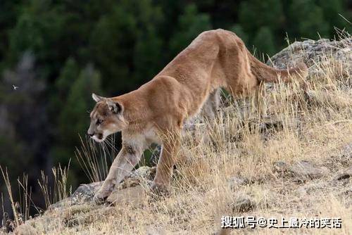 美洲獅獵殺原駝騎在原駝背上死咬喉嚨直到獵物斷氣好殘忍