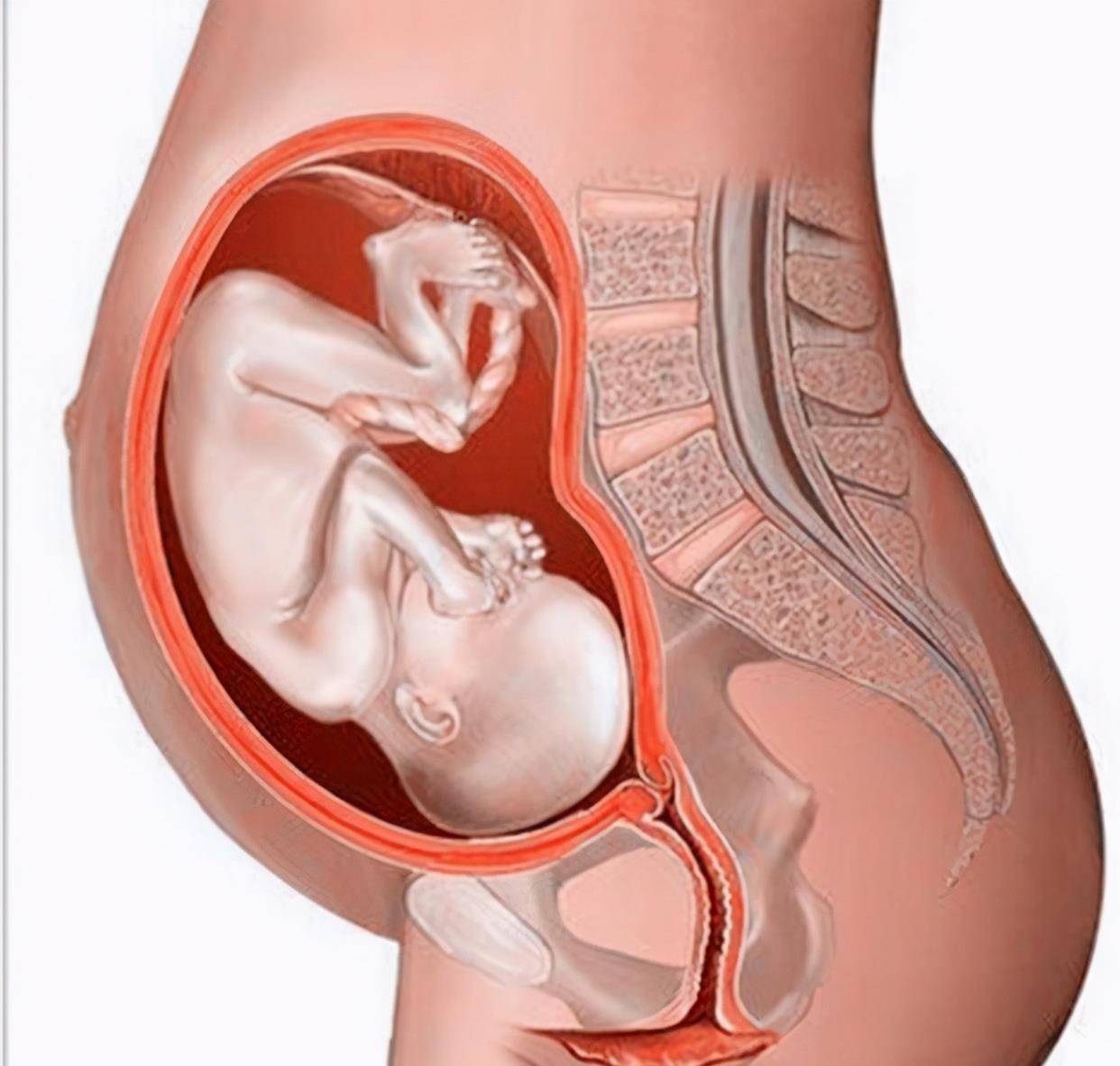 单角子宫怀孕的几率有多大 单角子宫怎样容易怀孕