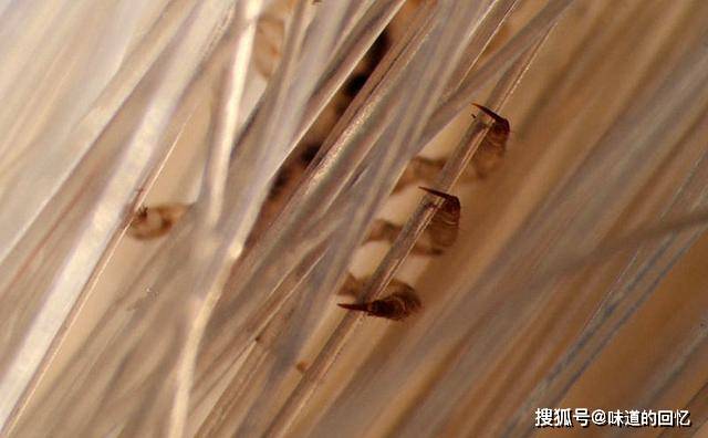 原创同样是虱子为什么头虱体虱阴虱不能离开自己的地盘