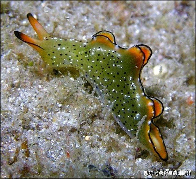 原创这种海蛞蝓可以身首分离能两次长出一个全新的身体