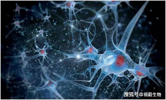 功能|干细胞是肺纤维化的“清道夫”，是肺损伤患者的福音