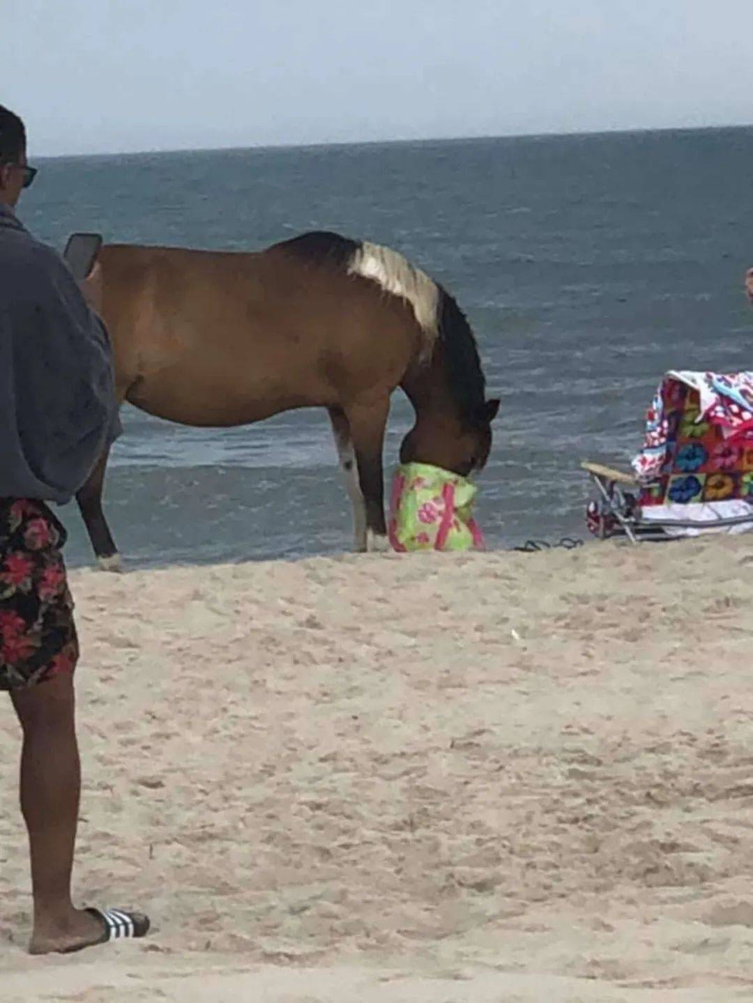 游客在沙滩玩耍，突然出现一群野马，走过来把包里的零食洗劫一空