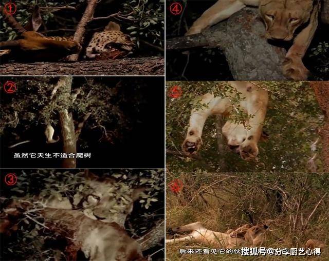 梦见自己与蛇同眠，探索梦境背后的深层含义