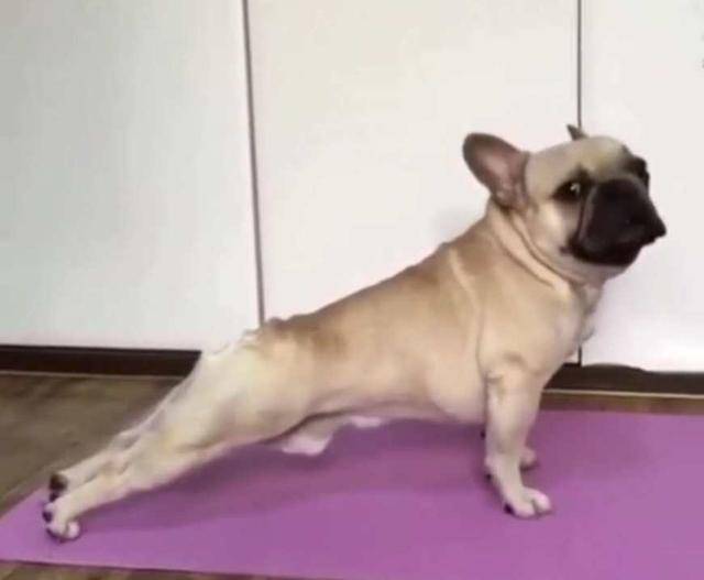 鬥牛犬學著主人做瑜伽，沒想到動作標准到位，網友：狗子更有氣質 萌趣萌寵 第3张