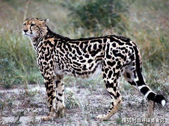 原创帝王猎豹:威风凛凛却实力不济,雄狮见了它要追着"打"