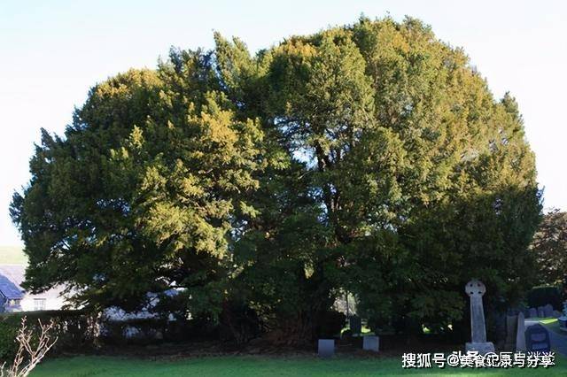 世界上超大的5棵树，其中一棵已经3600多岁，这棵独占8亩地