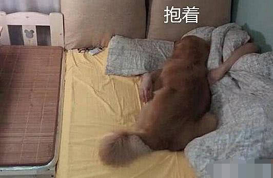 狗想和主人睡，卻因毛太厚被嫌棄，主人：你是狗皮膏藥嗎？ 萌趣萌寵 第1张