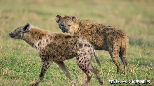 非洲有多少野生鬣狗 8cb339977f244a6ea1d21e68e399cc00.jpeg