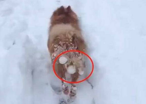 天气|柯基出门，屁股结了几颗冰球，汪：谁一直在打我屁股！