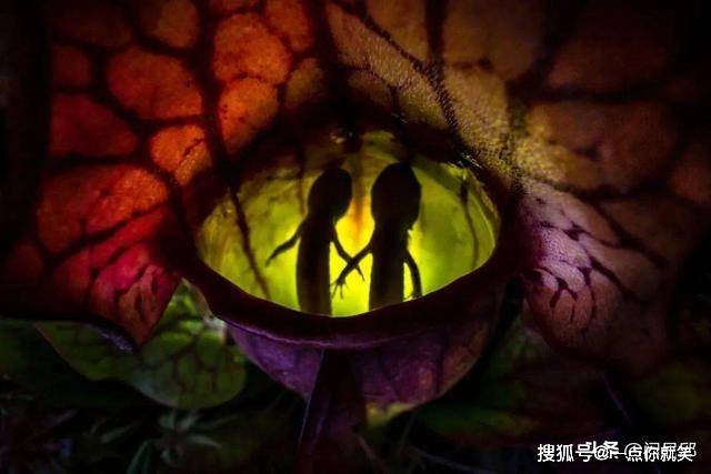 晚上的恐怖生物 b7df97977a5e48b190f80ac02cb5c020.jpeg