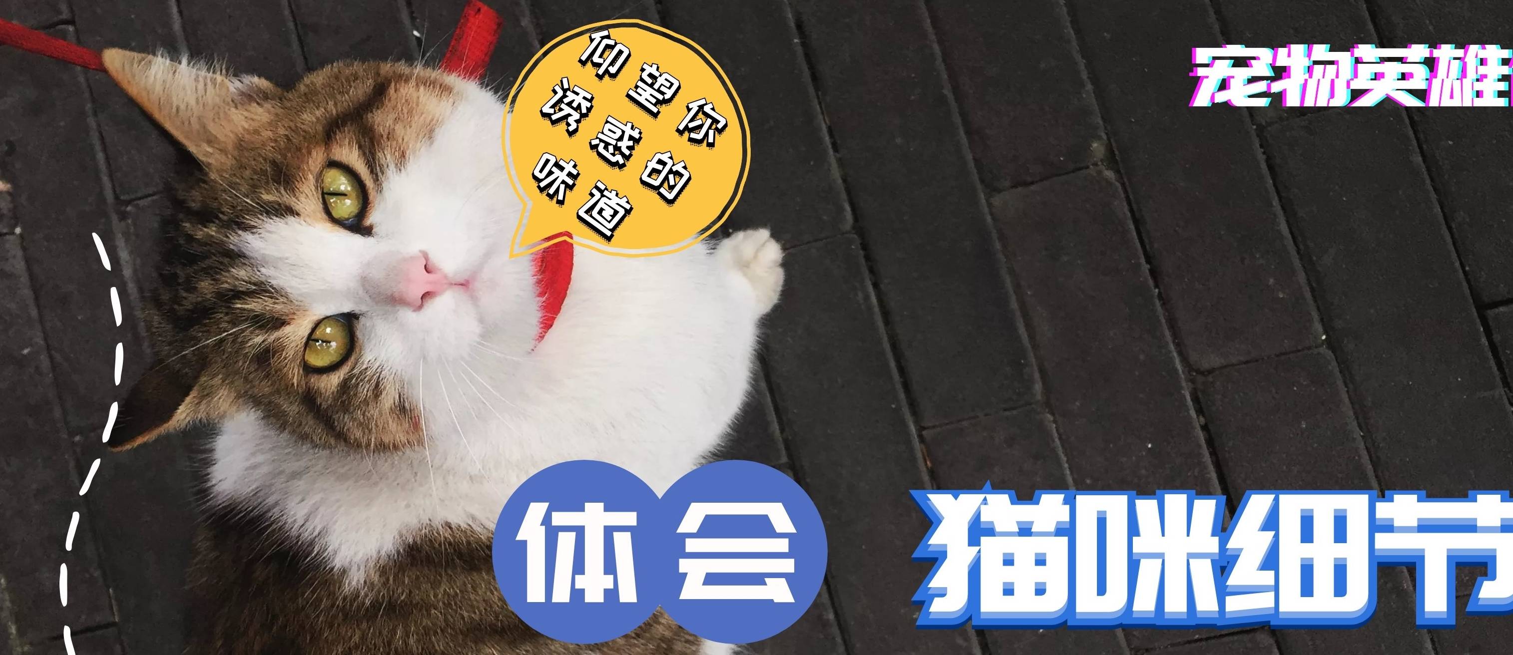 猫咪国内的流浪猫，外国人居然把它当宝，原来是有这种特殊能力