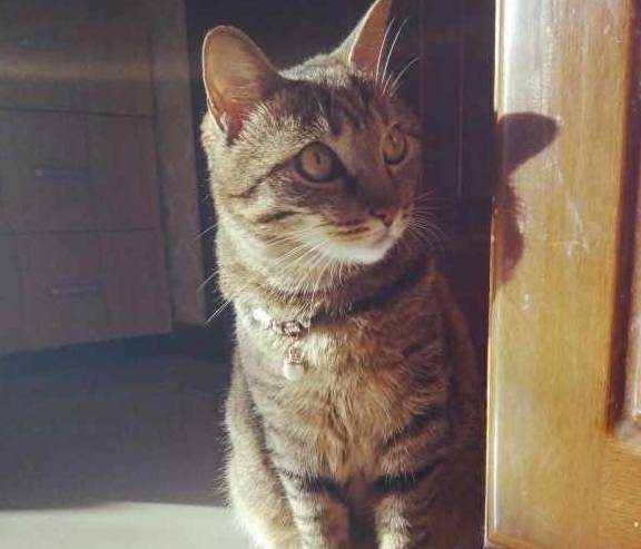 猫咪国内的流浪猫，外国人居然把它当宝，原来是有这种特殊能力