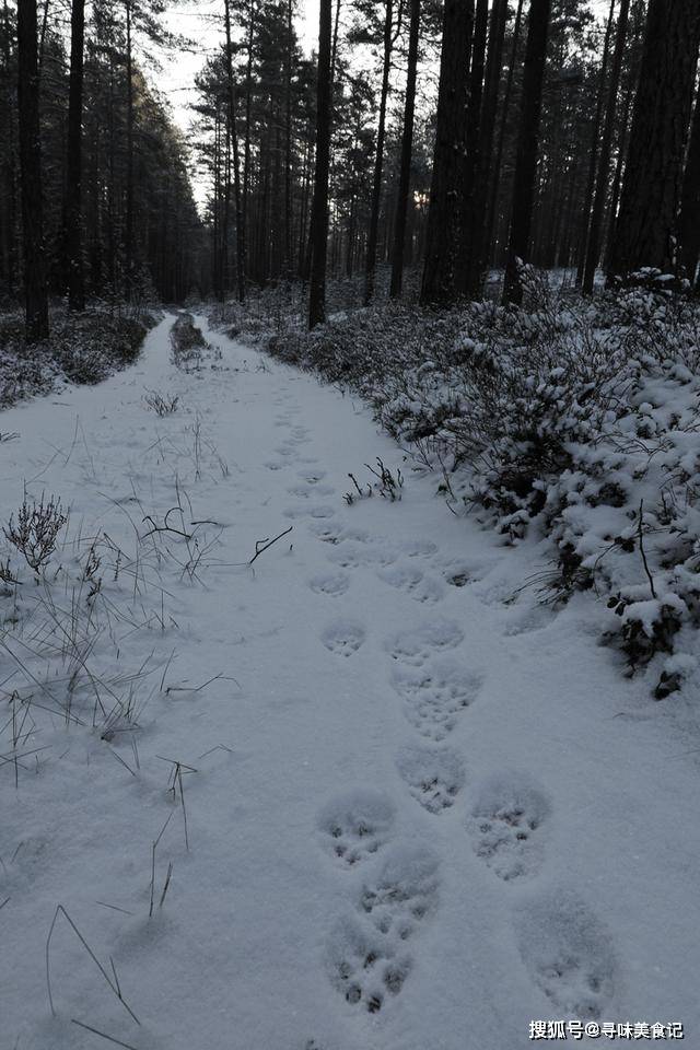 双狼赶走三猞猁,六狼试图劫杀猞猁妈妈和幼仔!