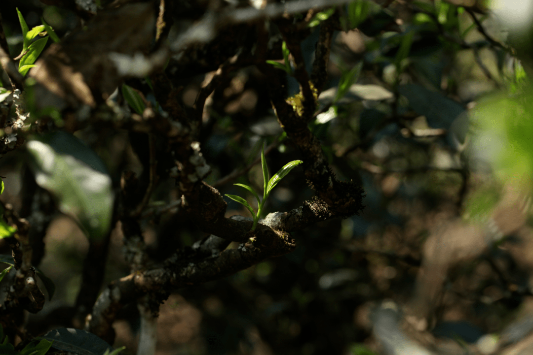 历史感|梅子箐是最打动我的茶山