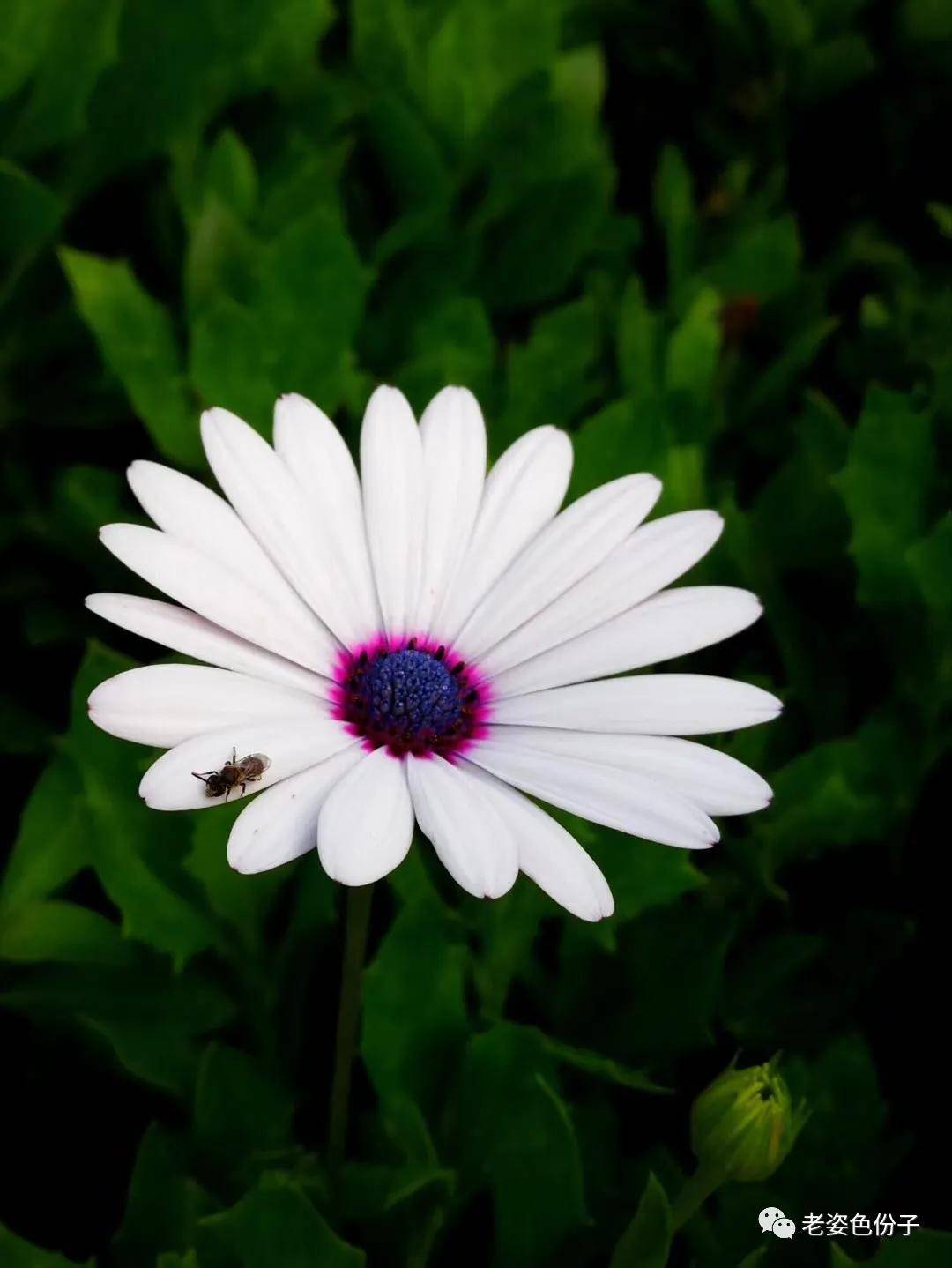 生活|“痛风石”您听说过吗？