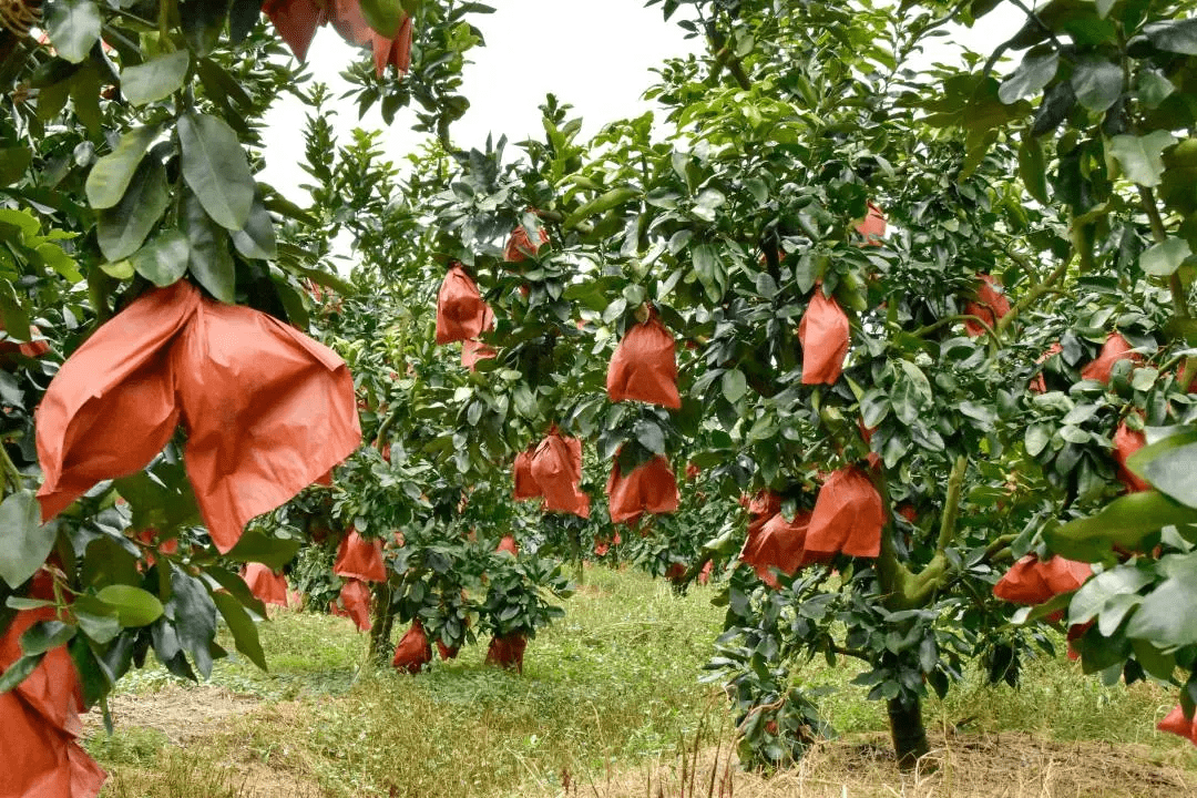 辰颐物语三红蜜柚丨柚子熟啦甜蜜这个秋琯溪贡品