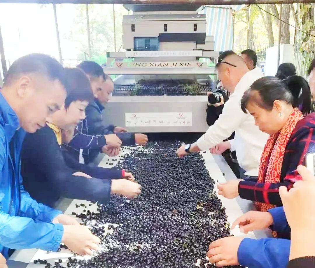 活动|第八届葡萄酒自酿节开启，火热报名中！