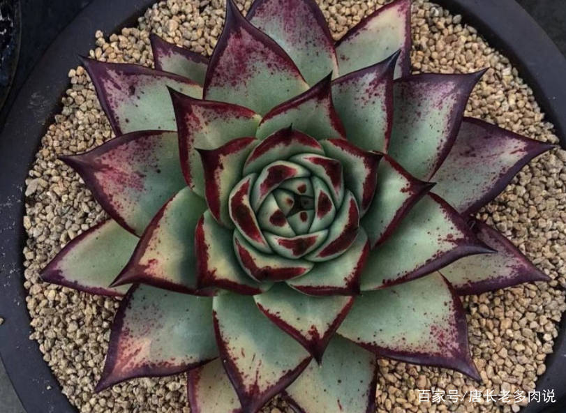 多肉怎么长杆子 d2ffaf6c0d8340528c59893e3c6ae371.jpeg