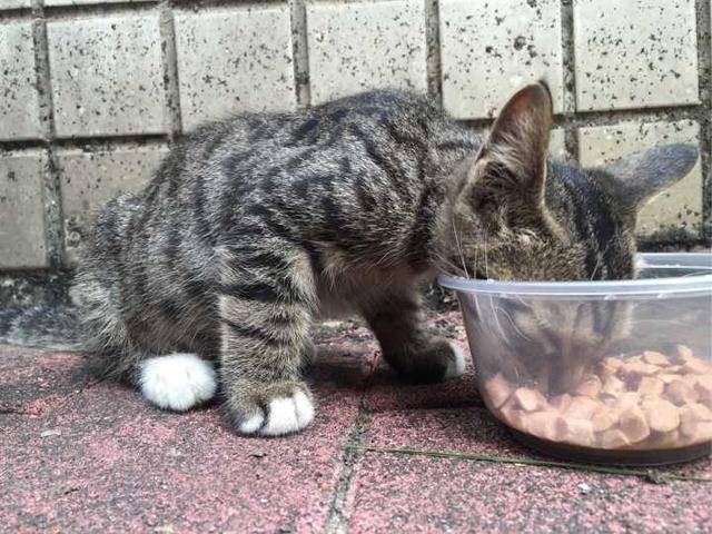 经济为什么养了狸花猫后，对其他猫就不感兴趣了？这几点让我爱了