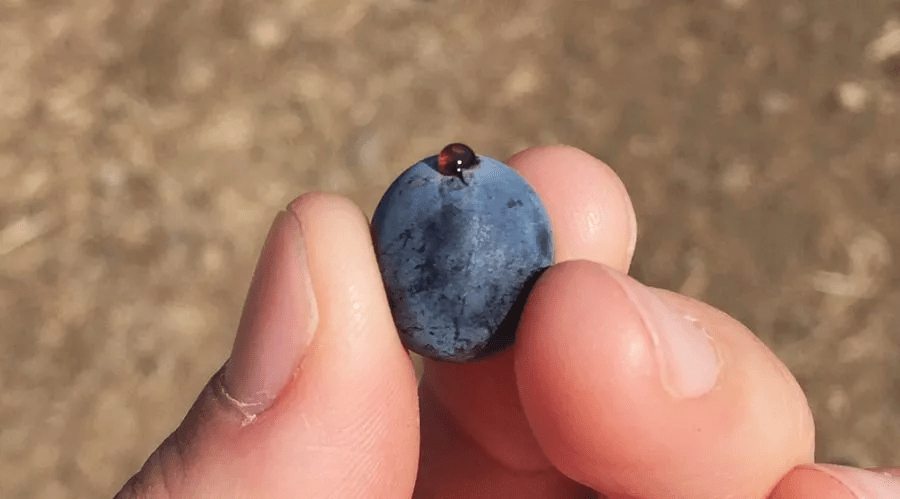 地区|别卡速:K87 领袖风范半干红