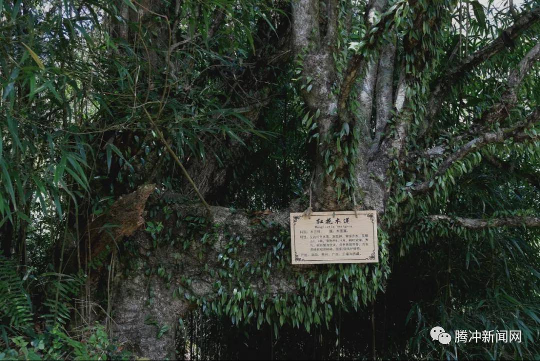 角雉|走进林家铺，探寻生物多样性基因库