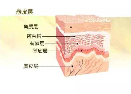 分子|护肤干货｜传说中的“搓泥”，到底是什么？