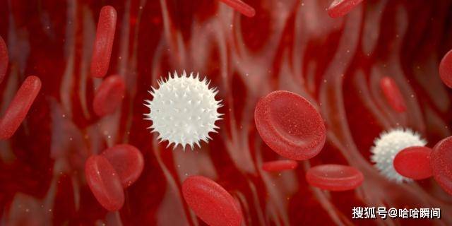 蓝色血液的生物 bf4d2611645d414abb5d9f607306b39e.jpeg