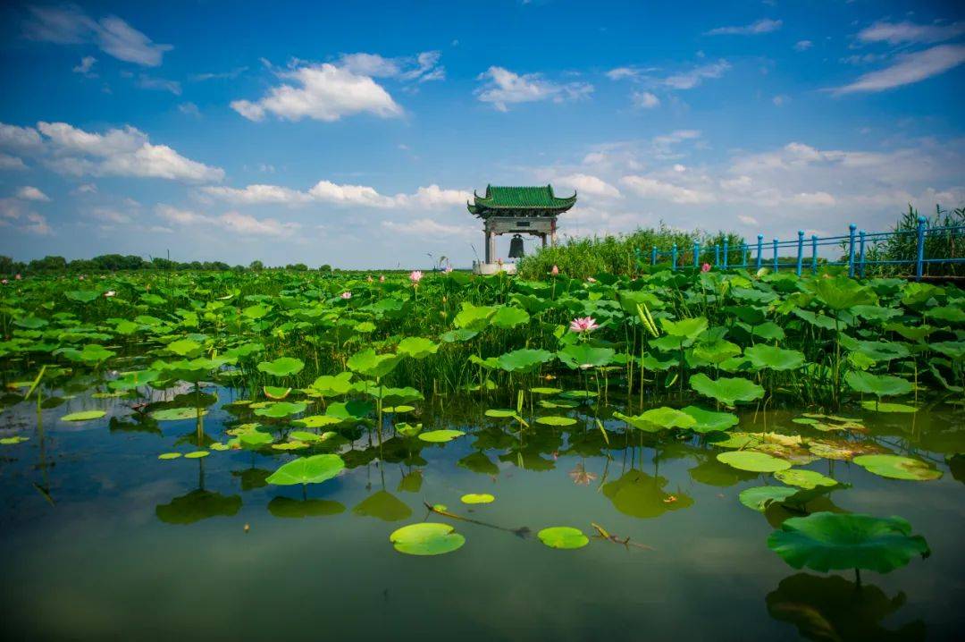 济南|这么美居然都免费！济南这些初秋必打卡的湿地公园，你都知道吗？