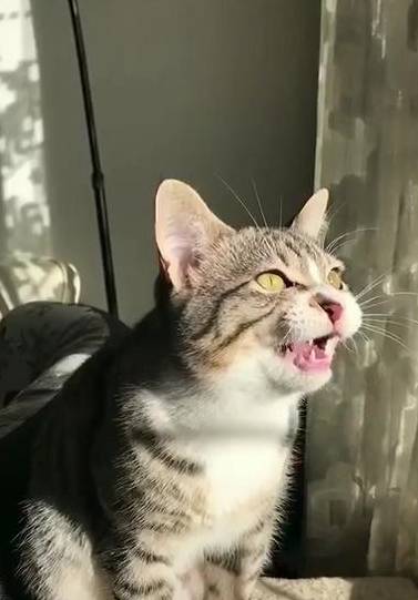 猫咪狸花猫为勾引燕子抓来玩，居然学会了鸟叫，网友：论外语的重要性