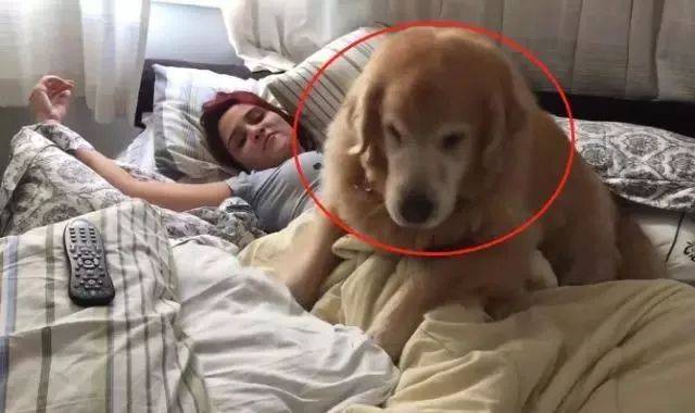 女主要起床上班，金毛趴著就是不動，金毛：不捨得你去上班 萌趣萌寵 第1张