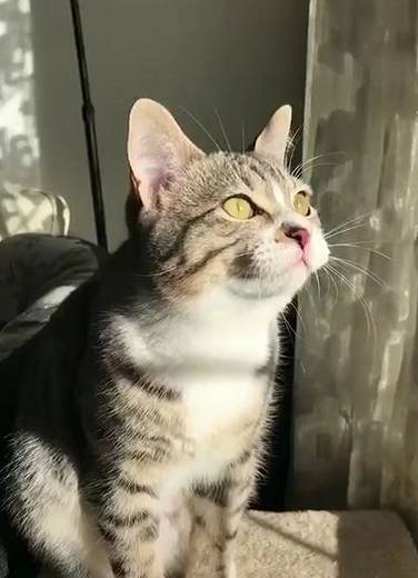 猫咪狸花猫为勾引燕子抓来玩，居然学会了鸟叫，网友：论外语的重要性