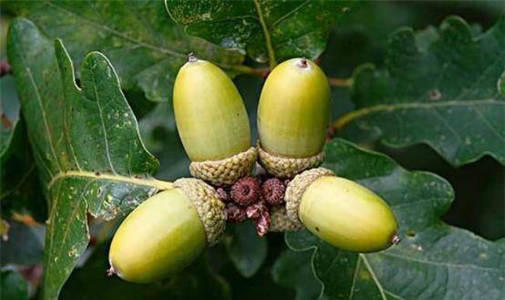 玩具|曾是人们主食之一,小时候看到很珍惜,现在没人需要,可惜了