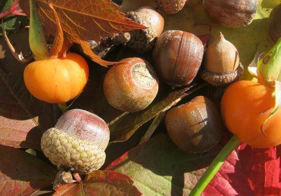 玩具|曾是人们主食之一,小时候看到很珍惜,现在没人需要,可惜了