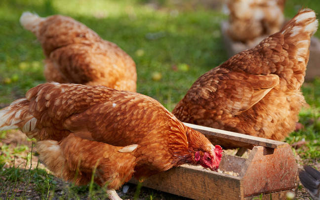 人体|秋季养生 | 据统计!79%的人每日饮食都存在隐患!