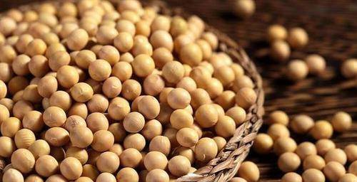 现在能种什么豆子 203423c5462647c1bee855c8c762a424.jpeg