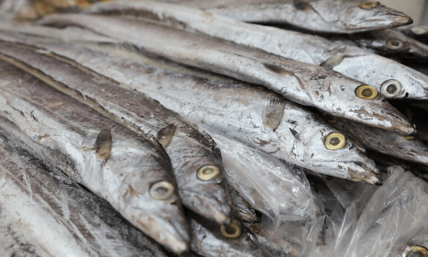 带鱼好不好,只要看一下"眼睛"就能辨别,海边人都知道_待遇