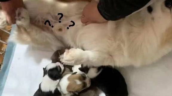 猫咪|主人刚回家，发现柯基在给小奶狗喂奶，发现不对劲，走近一看笑疯