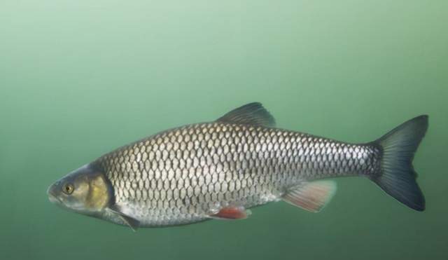 吉林鱼把头凿冰捕鱼为何能隔冰发现鱼群他们有看鱼花的本领