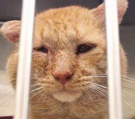 橘猫在笼里满脸悲伤,它被人类欺骗7年,女孩要养它,猫却退缩了