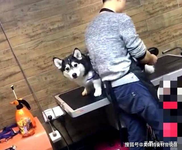 因为|哈士奇和柯基相爱，串出了只“哈士基”，主人拍照后意外走红