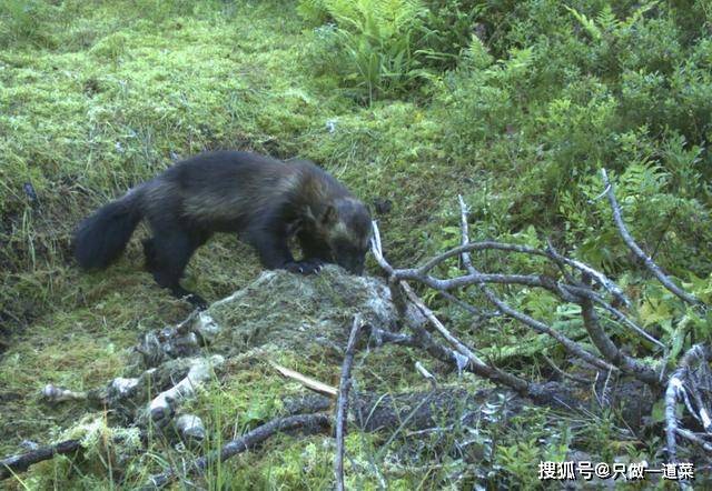 欧亚猞猁与狼獾谁怕谁动物学家实拍猞猁打跑狼獾